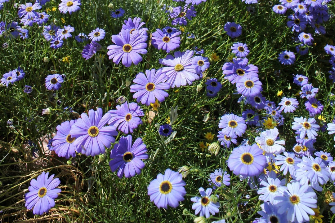 Flow Yoga Wear Seeded Greeting Card 9 Flow Yoga Wear Seeded Greeting Card